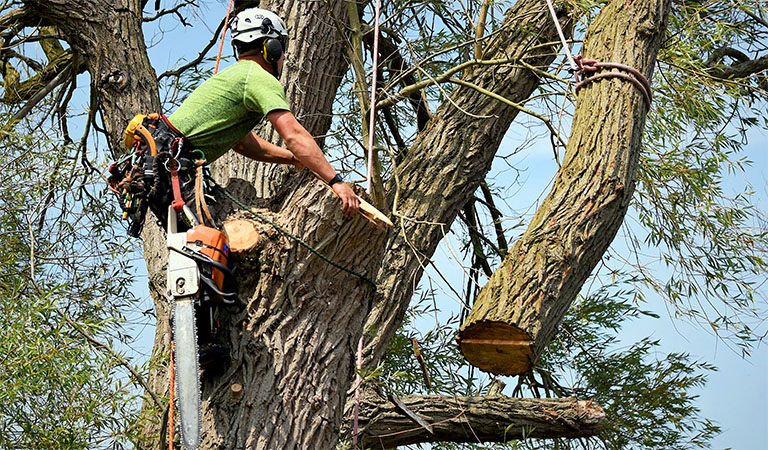 tree grooming